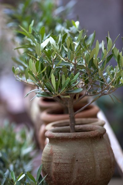 Tuinplant juli: olijfboom (Uitgelicht: tuinplanten)