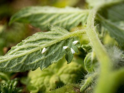 Ongedierte in de tuin (Tuinieren)