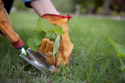 Hoe voorkom je onkruid in de herfst? (Tuinieren)