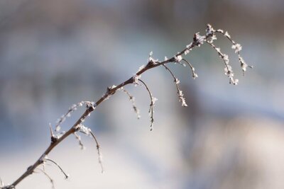 Vorstschade in de tuin? Jurgen geeft tips!