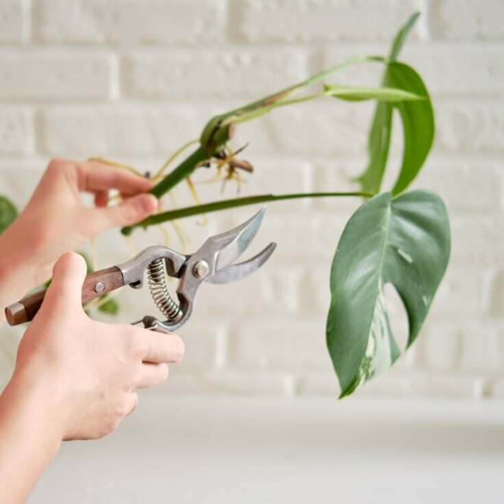 Alles over het Stekken van Planten (Do It Yourself)