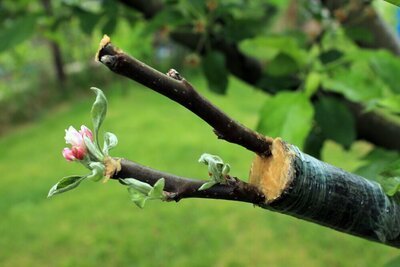 Zelf je planten vermeerderen door enten (Tuinieren)