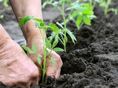 Planten stekken en vermeerderen (Tuinieren)