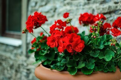 Leve de potgeranium (Pelargonium)! (Tuinieren)