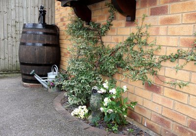 Hoe ga je om met veel regenwater in de tuin? (Tuinieren)