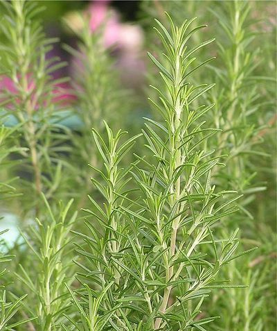 Met deze planten houd je muggen buiten jouw tuin! (Tuinieren)