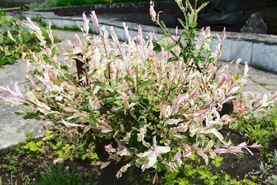 Salix: dé tuinplant van februari (Uitgelicht: tuinplanten)