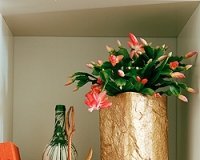 Woonplant van de maand november: SCHLUMBERGERA (Uitgelicht: woonplanten)