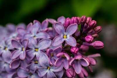 Top 10 geurende tuinplanten (Tuinieren)