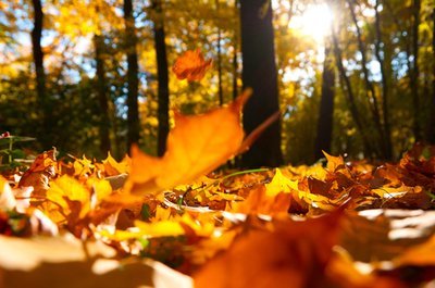 Waarom verkleuren de bladeren in de herfst? (Tuinieren)