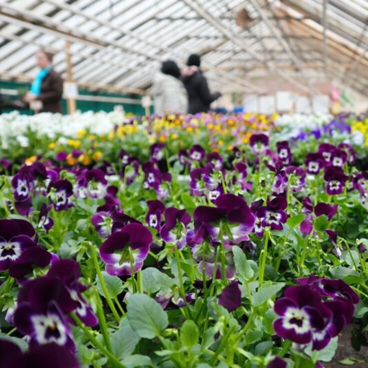 De Top 8 Tuincentra in Noord-Holland die je Niet Mag Missen