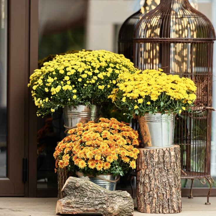 Woonplant van de maand oktober: de potchrysant