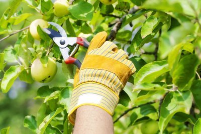 Wanneer snoei je de appelboom? (Tuinieren)