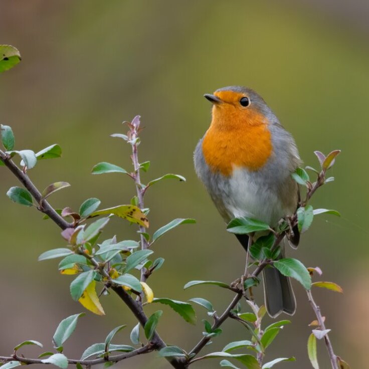 7 Tips om Meer Vogels naar je Tuin te Trekken in de Herfst