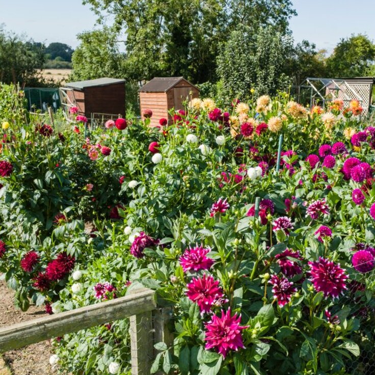 Bloemen in de moestuin - Een vak apart