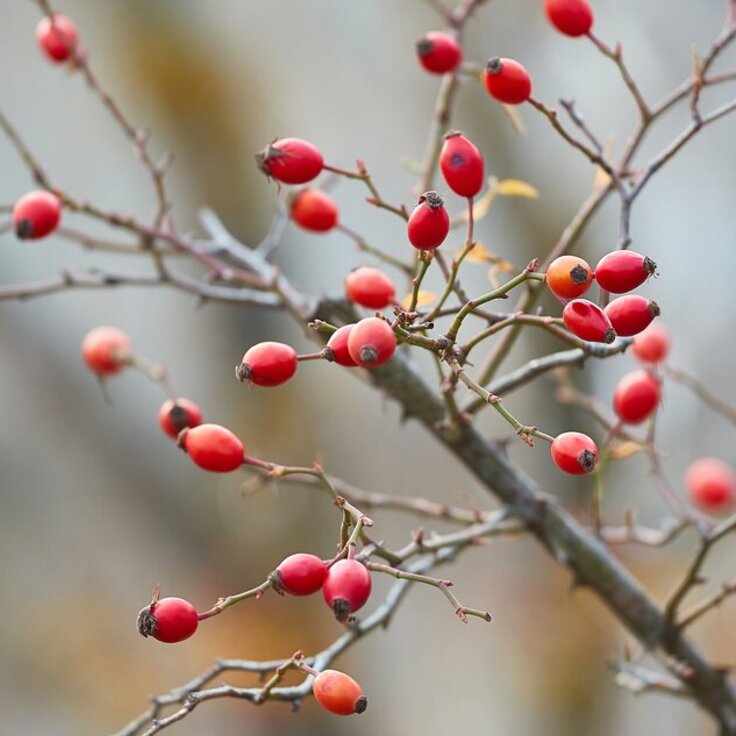 De tuin in Februari