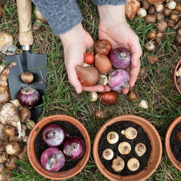 Voorjaarsbollen planten: Een kleurrijke start van de lente (Tuinieren)