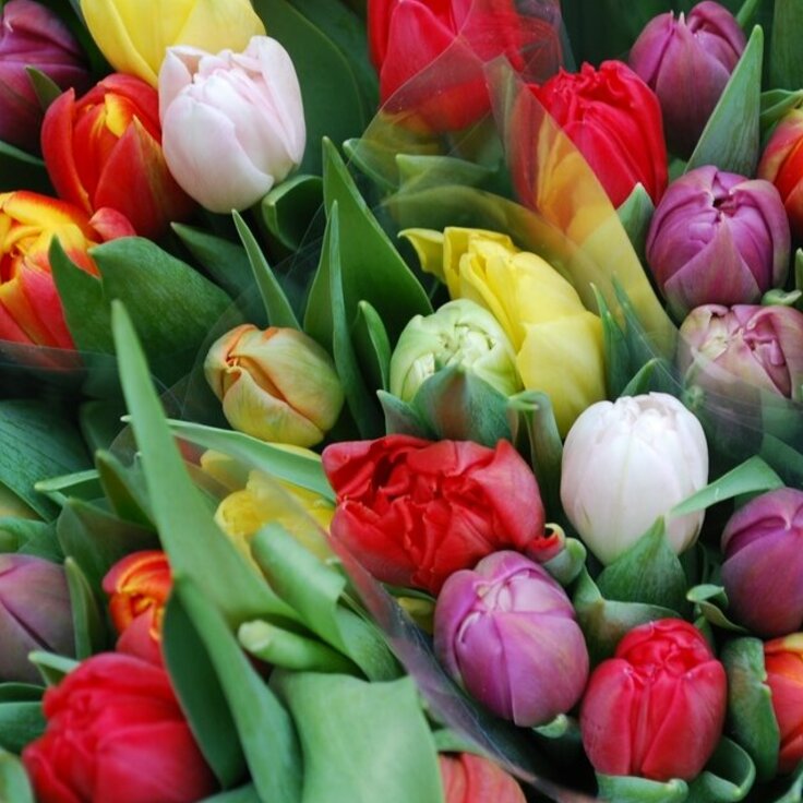 Tijd voor tulpen!