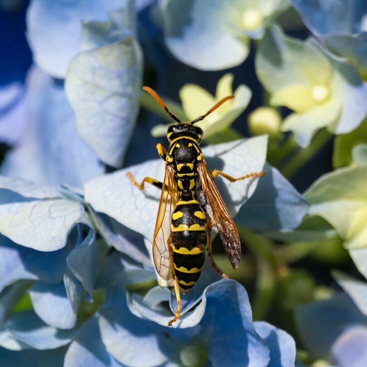 Wespen bestrijden doe je zo (Dieren in de tuin)