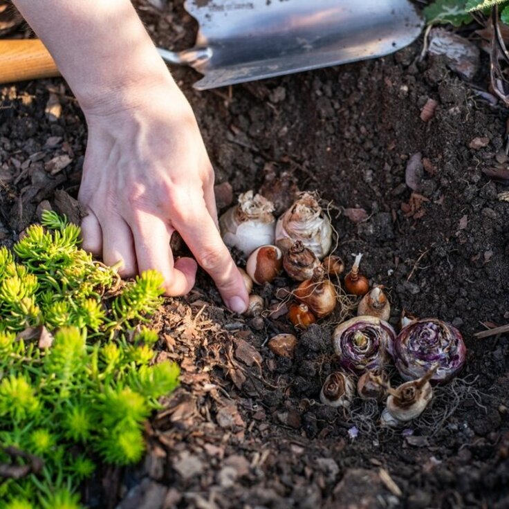 Het kan nog! Bloembollen planten