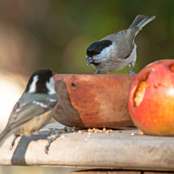 Vogels naar je tuin lokken: 7 tips (Wilde natuur)