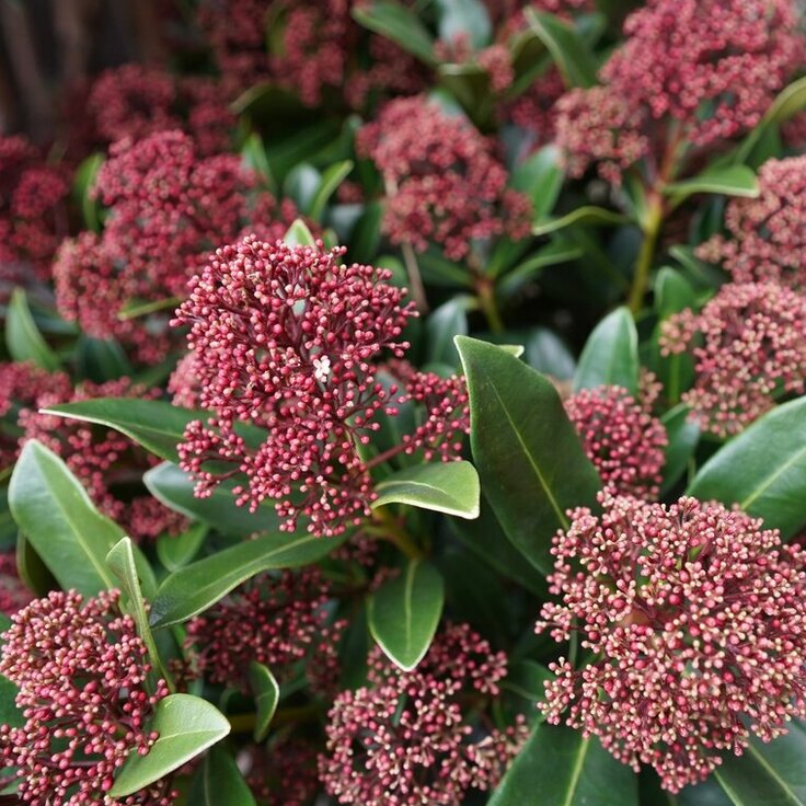 Tuinplant van de maand september: Skimmia