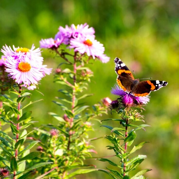 Creëer een levendige herfsttuin die bijen en vlinders aantrekt