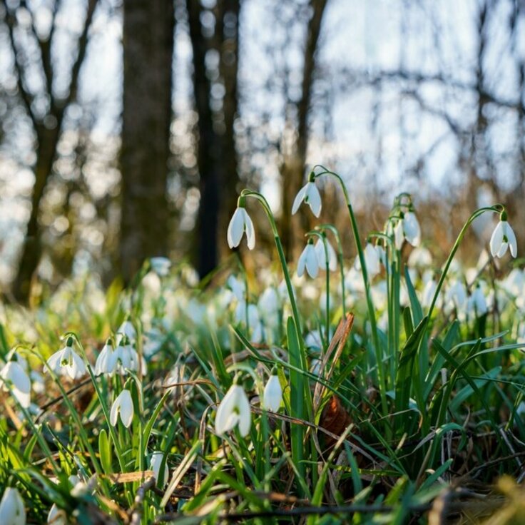 Sneeuwklokjes bloeien