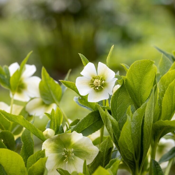 De tuin in Januari