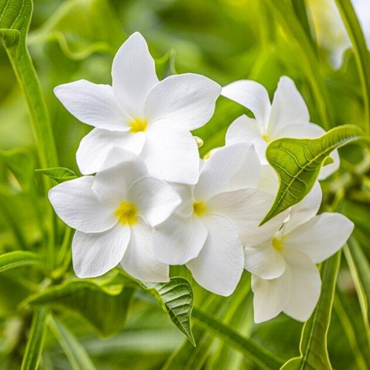 Witte bloemen saai? Niet op deze manier!