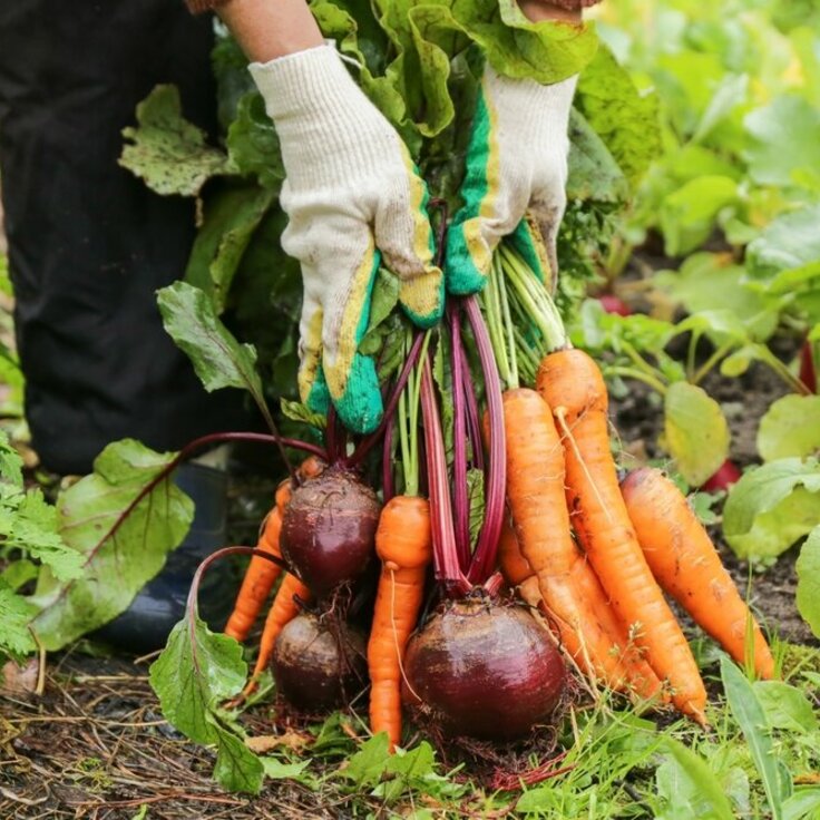 Geniet het Hele Jaar van je Zomerse Moestuinoogst: Tips voor Langdurig Bewaren