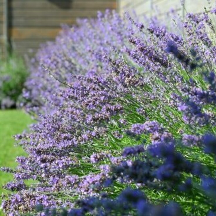 De Top 7 Geurige Tuinplanten (Uitgelicht: tuinplanten)