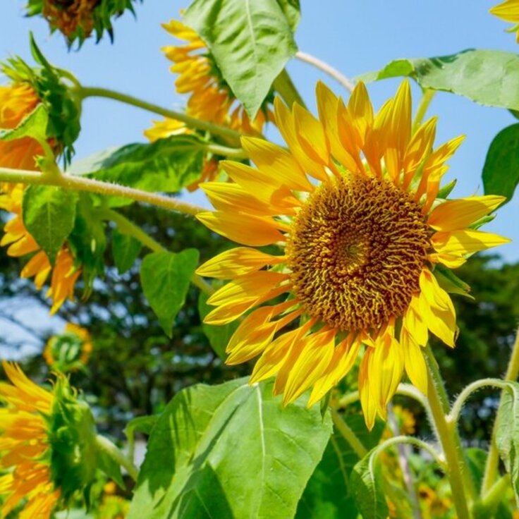 Alles over het verzorgen van zonnebloemen