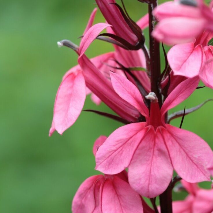 Bloemenexplosie met Impatiens, Lobelia en Tagetes