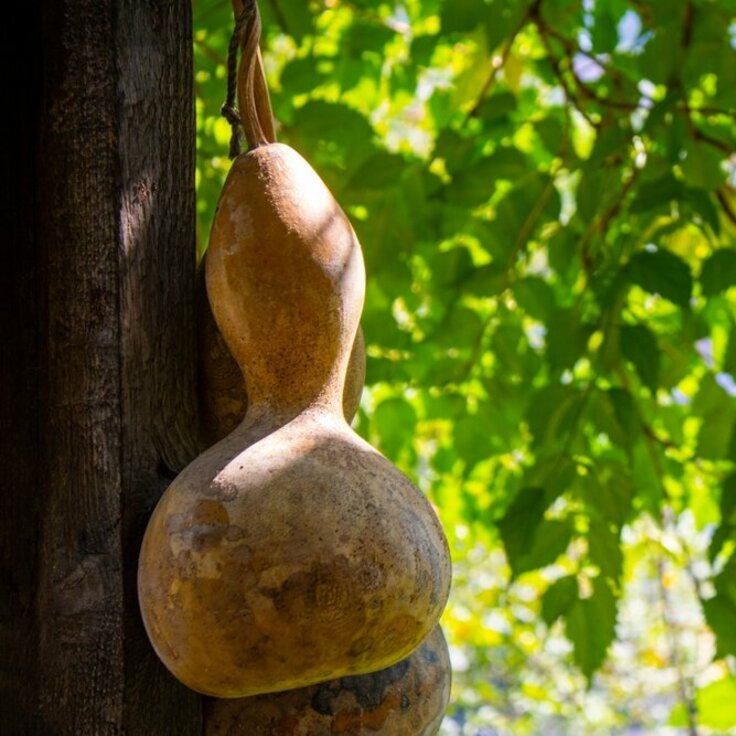 De veelzijdige charme van kalebassen: Van plant tot kunstwerk (Uitgelicht: tuinplanten)