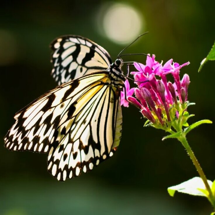 Zo lok je vlinders naar je tuin: Tips voor een vlindervriendelijke oase (Dieren in de tuin)