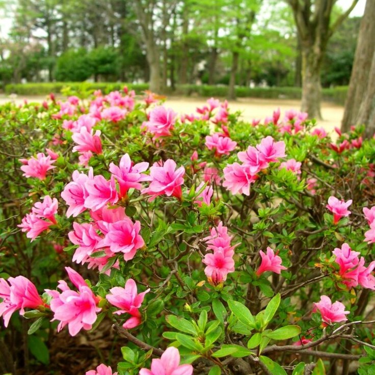 Woonplant van de maand december: Azalea