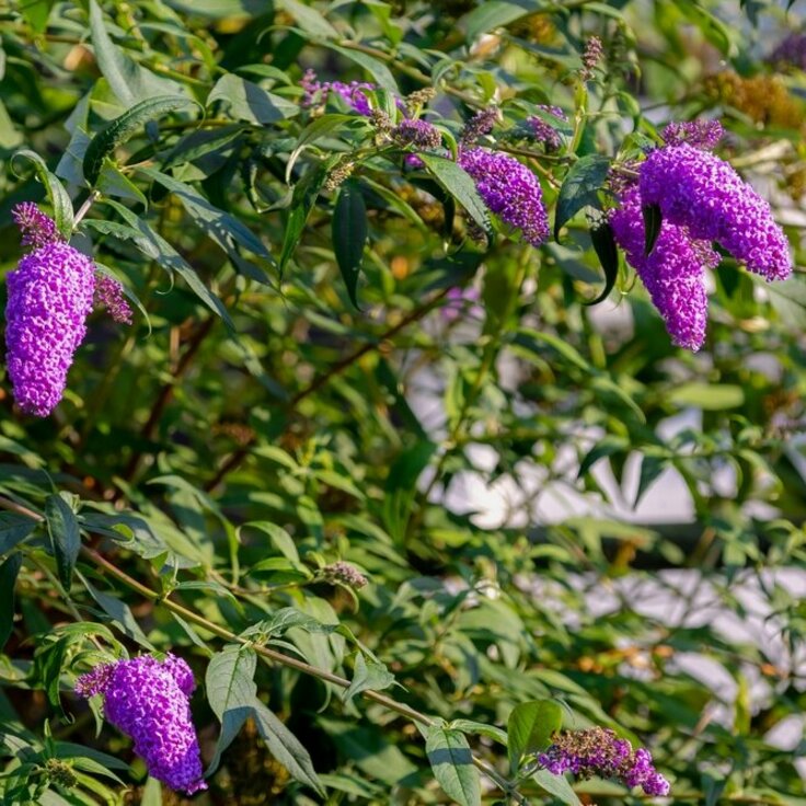 Tuinplant van de maand augustus: vlinderstruik