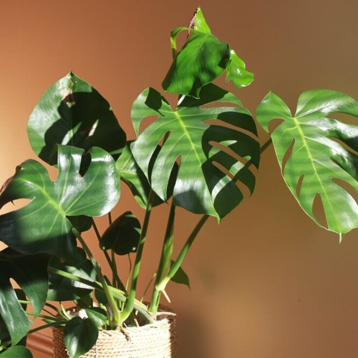 De Beste Kamerplanten voor de Wintermaanden: Een Groene Boost voor Je Huis (Uitgelicht: woonplanten)