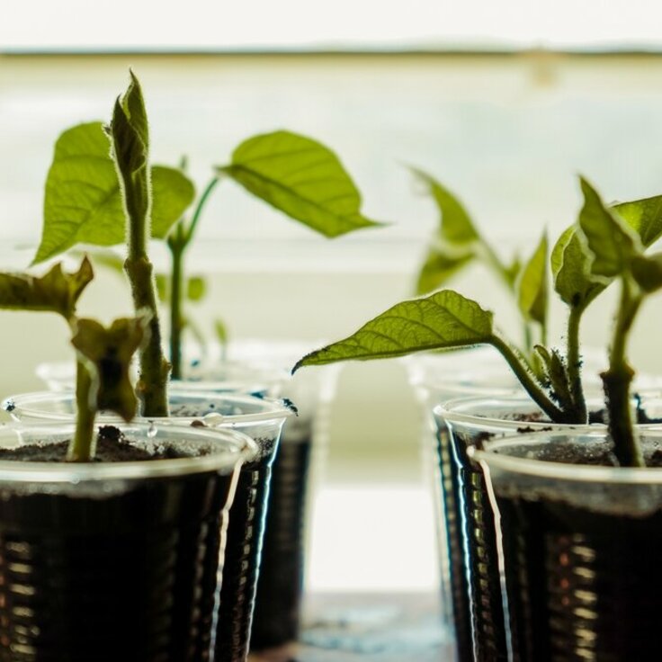 Voorbereiden op het nieuwe tuinseizoen: wat je nu al kunt voorzaaien (Moestuin)