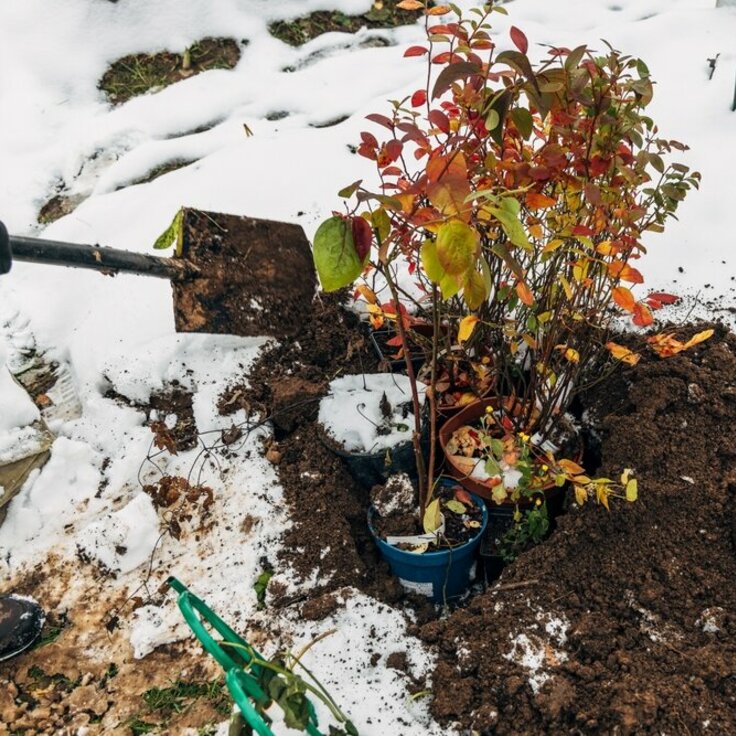 Voorbereiden op de winter: Een gezonde wintertuin begint hier