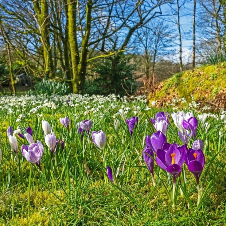 Lente in je tuin: Welke bloemen en planten zorgen voor een kleurrijk voorjaar? (Uitgelicht: tuinplanten)