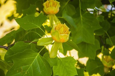 De Tulpenboom (Tuinieren)