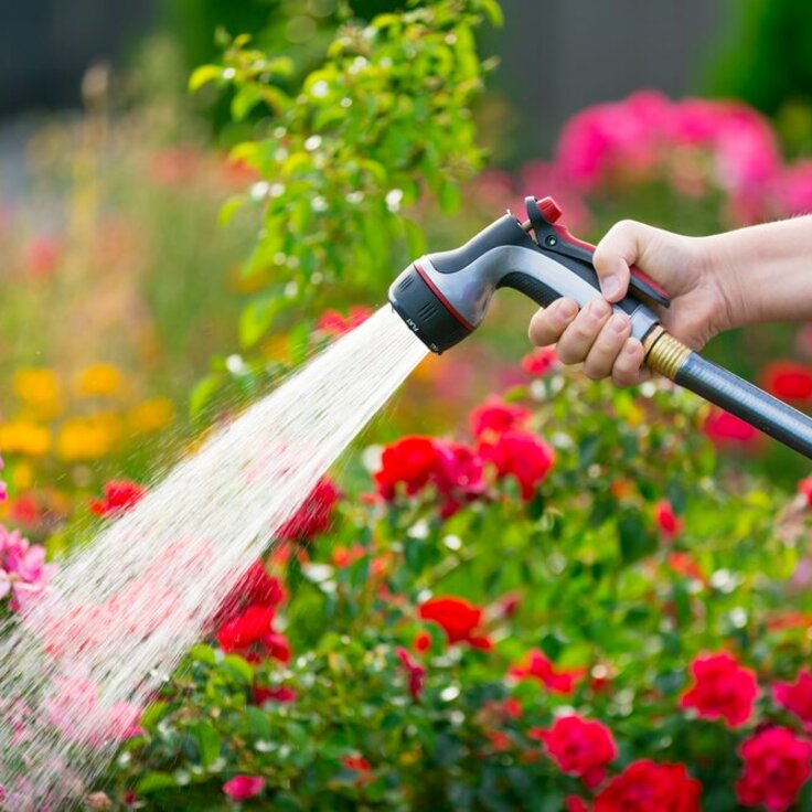 Bewateringstips voor de zomer (Uitgelicht: tuinplanten)