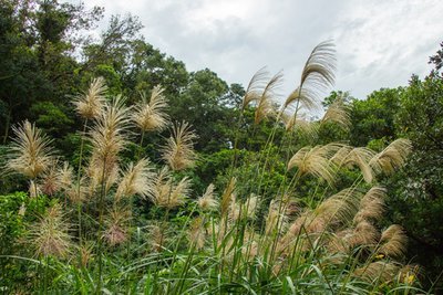 Siergras: De Miscanthus (Tuinieren)