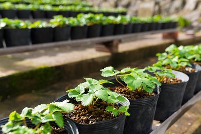 Wat te doen in de tuin in februari? (Tuinieren)