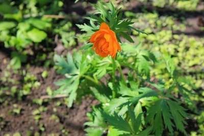 De Ranunculus: kleur in februari (Tuinieren)