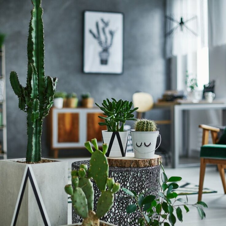 Cactus: De woonplant van de maand juni