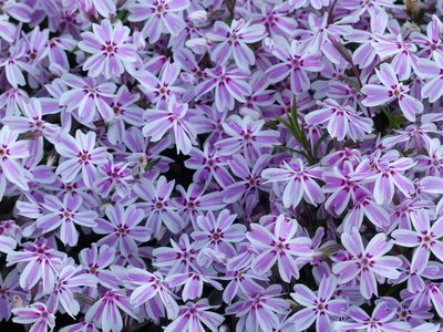 Tuinplant juni: Zomerbloeiende vaste planten (Uitgelicht: tuinplanten)