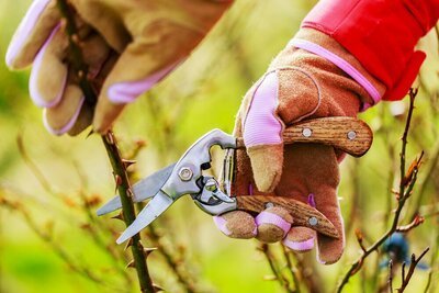 Wat doe je met snoei afval in de tuin? (Tuinieren)